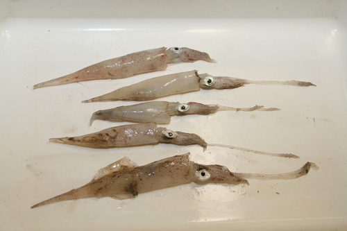 European Common Squid