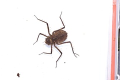 Macromia amphigena amphigena