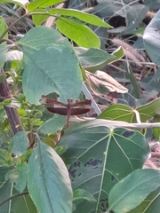 Neurothemis fluctuans