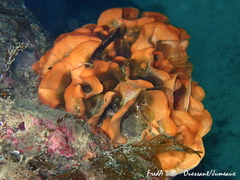Pentapora foliacea