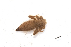 Asiagomphus melaenops