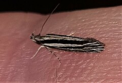 Leptosaces schistopa