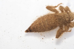 Asiagomphus melaenops