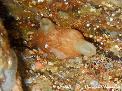 Pyura microcosmus