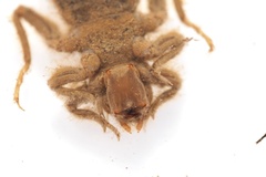 Asiagomphus melaenops