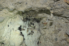 Latrodectus cinctus