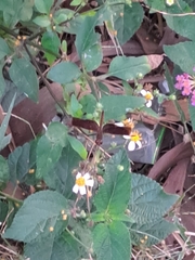 Neurothemis fluctuans