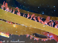 Rhodymenia pseudopalmata