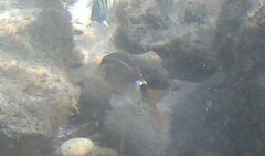 Parupeneus rubescens