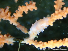 Simnia hiscocki
