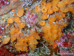 Stolonica socialis