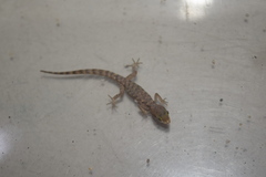 Tropiocolotes steudneri