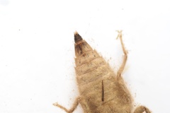 Asiagomphus melaenops