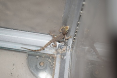 Tropiocolotes steudneri