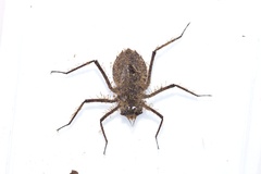 Macromia amphigena amphigena