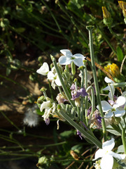 Matthiola longipetala