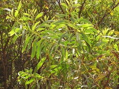 Persoonia elliptica
