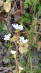 Lithophragma affine