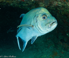 Caranx lugubris