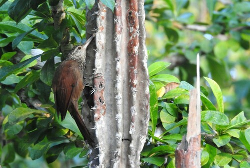 Straight-billed Woodcreeper (Dendroplex picus), photo 10