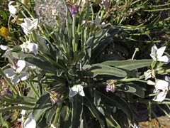 Matthiola longipetala