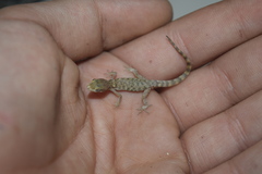 Tropiocolotes steudneri