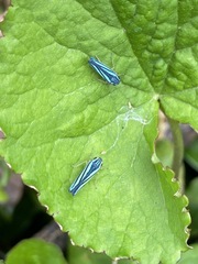 Poecilocarda cosmopolita