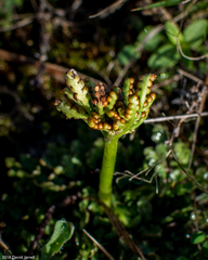 Sceptridium lunarioides