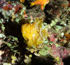 Taenianotus triacanthus