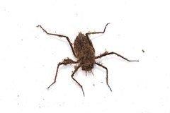 Macromia amphigena amphigena