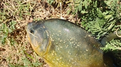 Pygocentrus nattereri