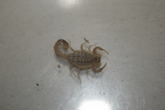 Mesobuthus mirshamsii