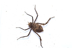 Macromia amphigena amphigena