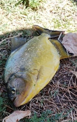 Pygocentrus nattereri