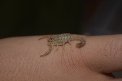 Mesobuthus mirshamsii