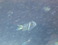 Chrysiptera brownriggii