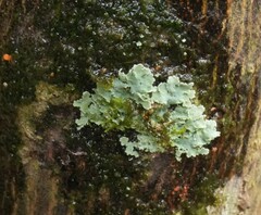 Pseudocyphellaria glabra