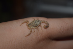 Mesobuthus mirshamsii