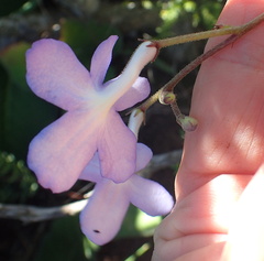 Streptocarpus