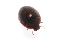 Hydrocassis lacustris