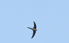 Cypsiurus balasiensis