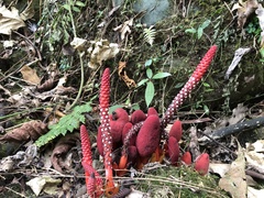 Balanophora laxiflora