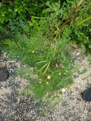 Leucaena leucocephala
