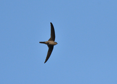 Cypsiurus balasiensis