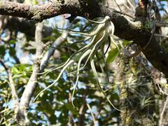 Tillandsia caput-medusae