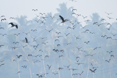 Dendrocygna javanica