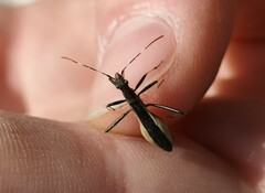 Micrelytra fossularum