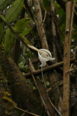 Epidendrum whittenii