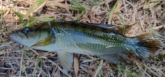 Crenicichla