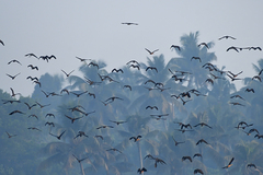 Dendrocygna javanica